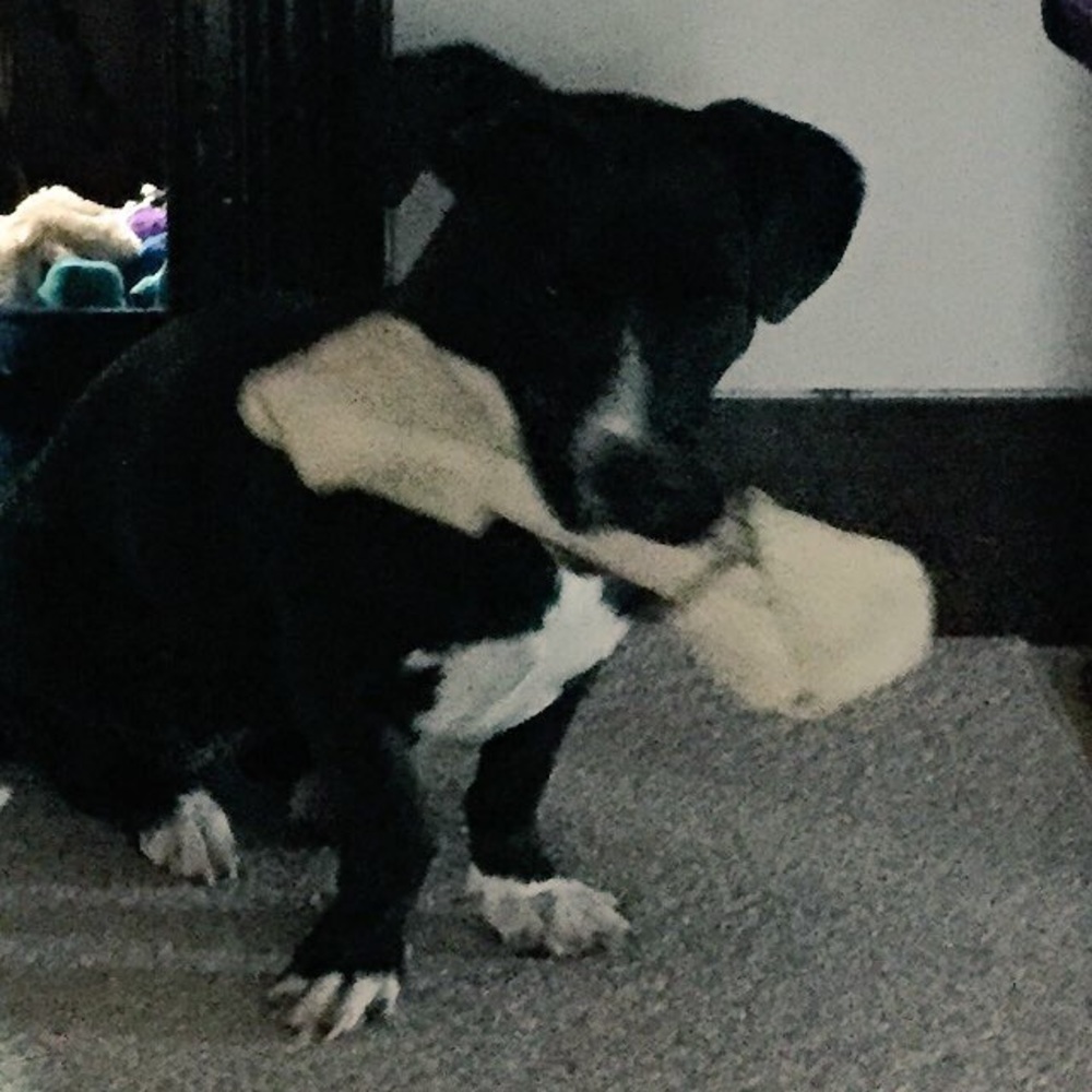 Meet your Posher, Elizabeth